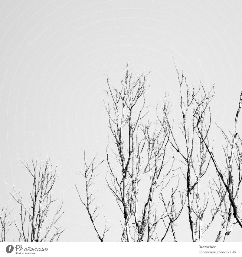 Winterreise (Franz Schubert) Schneelandschaft Wolken Trauer Hoffnung verlieren kalt Klavier wandern Gastronomie Verzweiflung Konzert Himmel karg Zweig bedecken