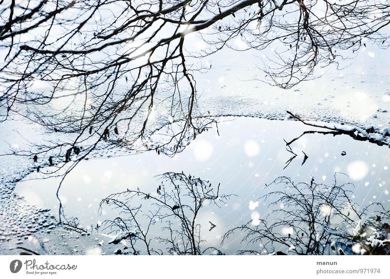 Eiszeit Natur Wasser Winter Frost Schnee Schneefall Baum Eisfläche Zweige u. Äste Seeufer kalt natürlich blau weiß Idylle ruhig Farbfoto Außenaufnahme