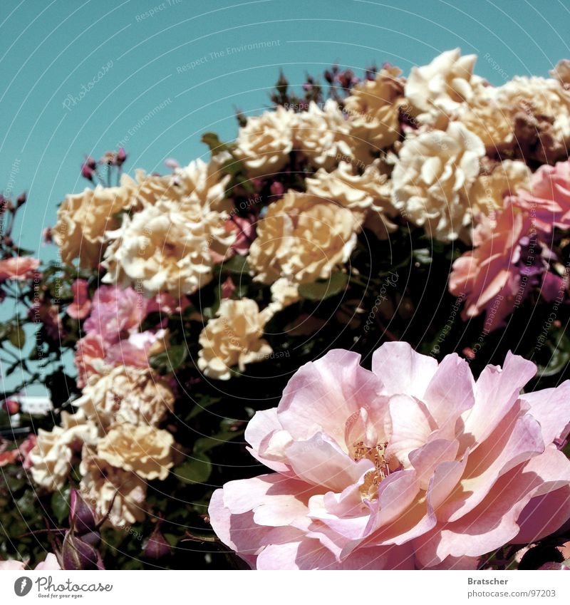 Rosenkavalier (Richard Strauss) Duft Konzert Oper Blume Blüte Blumenstrauß gelb rosa Kavalier Edelmann Verschwörung Nahrungsergänzungsmittel Blütenknospen