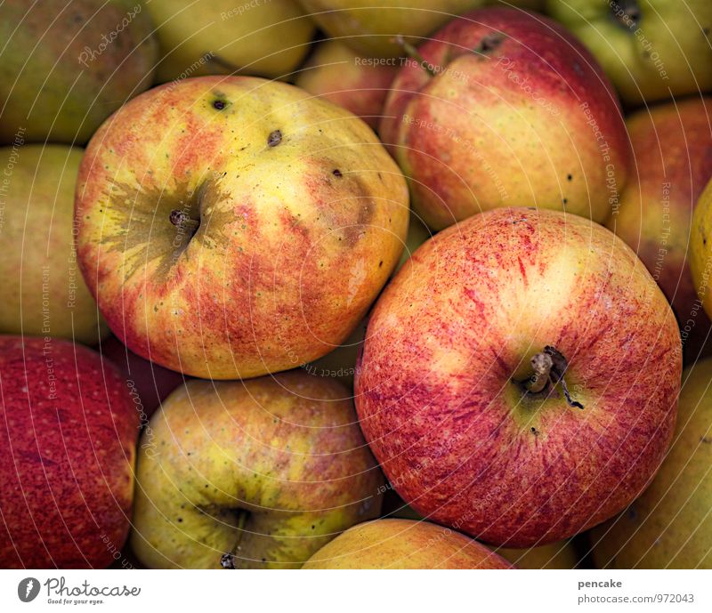 lagerapfel Apfel Herbst Garten authentisch Duft einfach Gesundheit Lager Vorrat Wintervorrat Frucht Gesunde Ernährung Farbfoto Außenaufnahme Nahaufnahme
