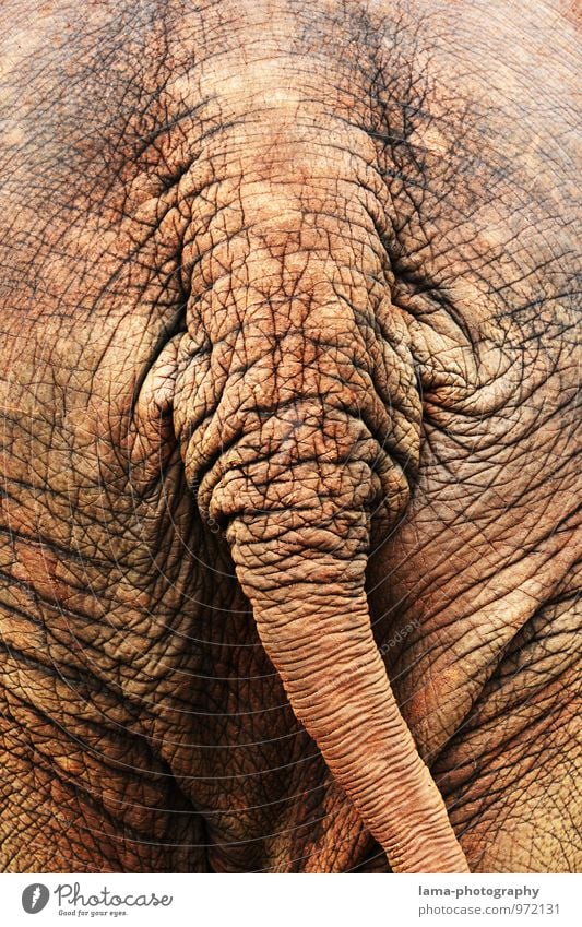 arsch. Thailand Asien Tier Elefant Elefantenhaut Hinterteil Schwanz alt braun Hautfalten Falte Farbfoto Rückansicht