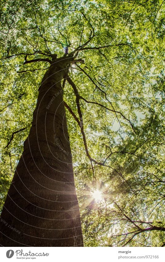 Ein hoher Baum mit jungem Grün mit durchscheinender Sonne Umwelt Natur Pflanze Tier Sonnenlicht Frühling Sommer Schönes Wetter Blatt Wald Holz leuchten Wachstum