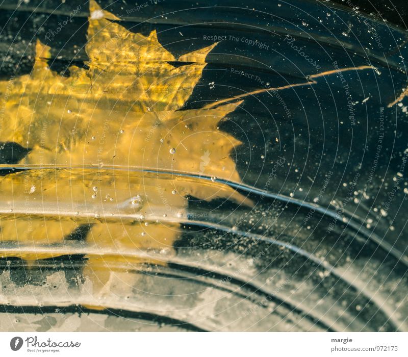 Eisblatt, ein gelbes Herbstblatt gefroren im Eis Umwelt Natur Pflanze Tier Wasser Wassertropfen Winter Klima Wetter Frost Blatt Wellen Küste Seeufer Teich