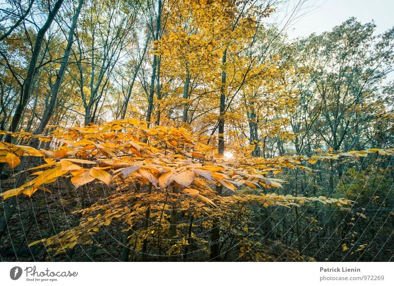 Farbenwald Wohlgefühl Zufriedenheit Sinnesorgane Erholung ruhig Tourismus Ausflug Abenteuer Ferne Freiheit Umwelt Natur Landschaft Urelemente Herbst Klima