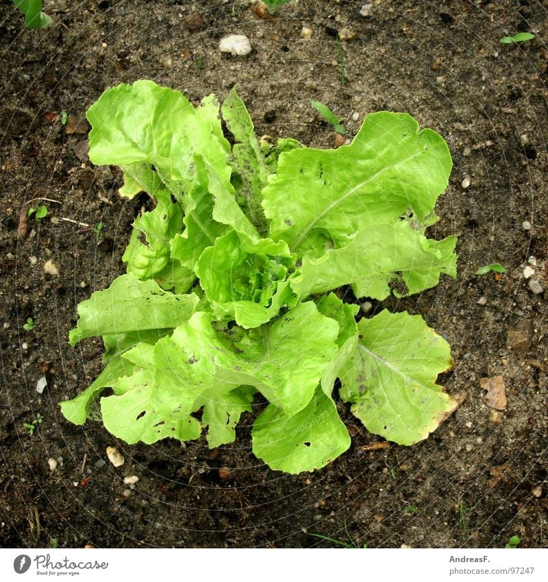 Salat Kopfsalat Beet Gärtner Vitamin grün Eisbergsalat Vegetarische Ernährung Salatblatt frisch Gesundheit Pflanze Gemüse Garten kleingärtner Erde Natur