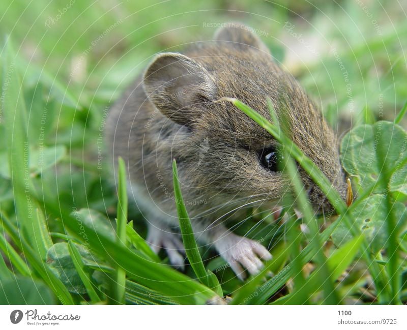 Kleine Maus Feld Gras süß - ein lizenzfreies Stock Foto von Photocase
