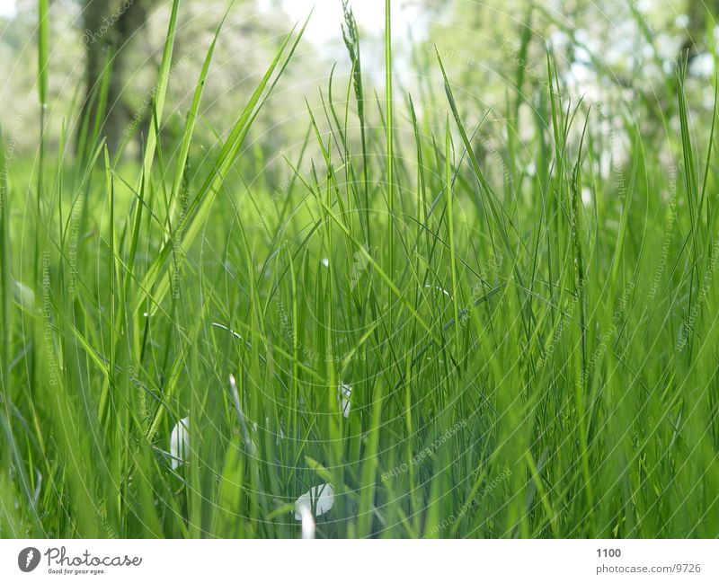 Wiesenblick Gras unten Froschperspektive grün Halm Blick Rasen