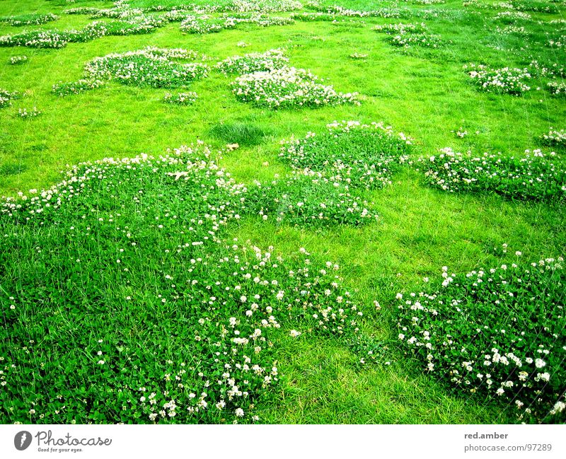 grasklar. Blume Gras grün weich beruhigend einladend Frühling Sommer Außenaufnahme Decke Erfrischung