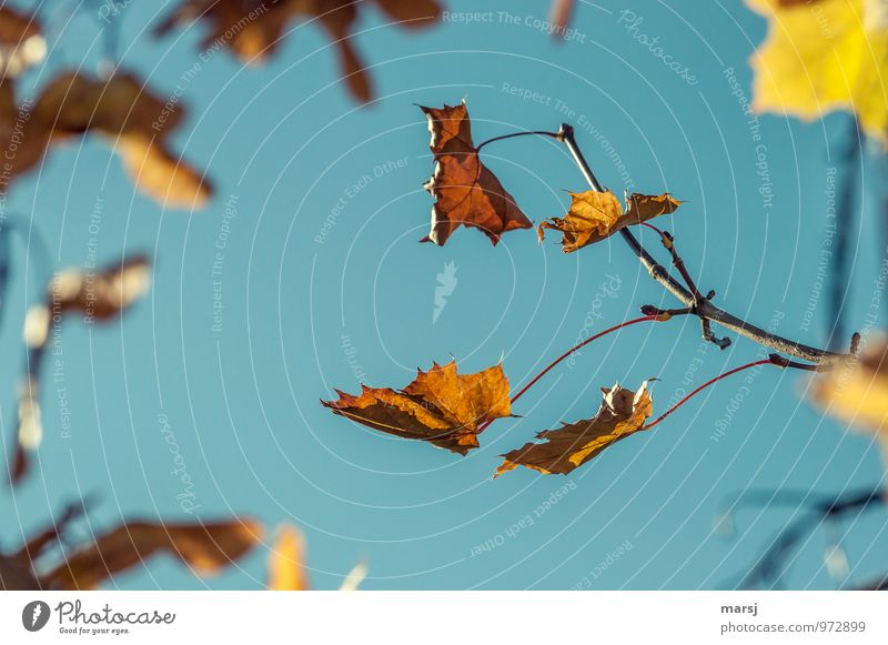 !Trash! | Herbst, aus und vorbei! Umwelt Natur Schönes Wetter Pflanze Blatt Ahornblatt authentisch Zusammensein natürlich mehrfarbig Traurigkeit Trauer
