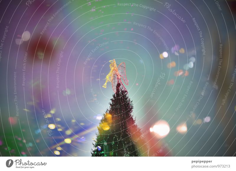 engel Feste & Feiern Weihnachten & Advent androgyn Körper Winter Baum Zeichen Ornament Engel mehrfarbig Stimmung Weihnachtsbaum Trompete Außenaufnahme
