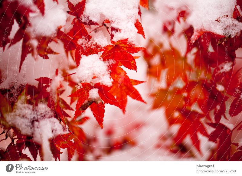 Herbst mit Schnee Leben sprechen Kunst Natur Pflanze Luft Wasser Winter Eis Frost Schneefall Baum Wald Käfer Holz Wachstum kalt rosa rot weiß Gefühle erde boden