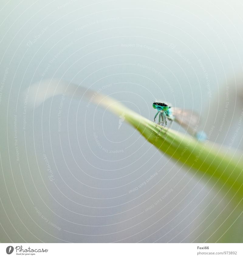 fliegen / erst mal eine Pause Natur Wasser Sommer Gras Wildpflanze Schilfrohr Seeufer Teich Wildtier Tiergesicht Libelle Insekt Gliederfüßer 1 natürlich blau