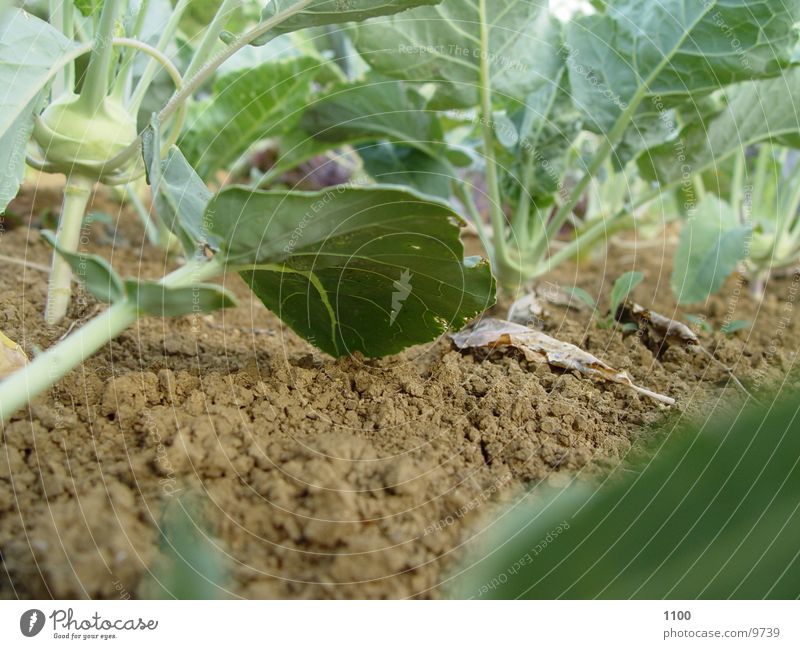 Gartenboden unten grün Blatt Bodenbelag Makroaufnahme Gemüse Erde