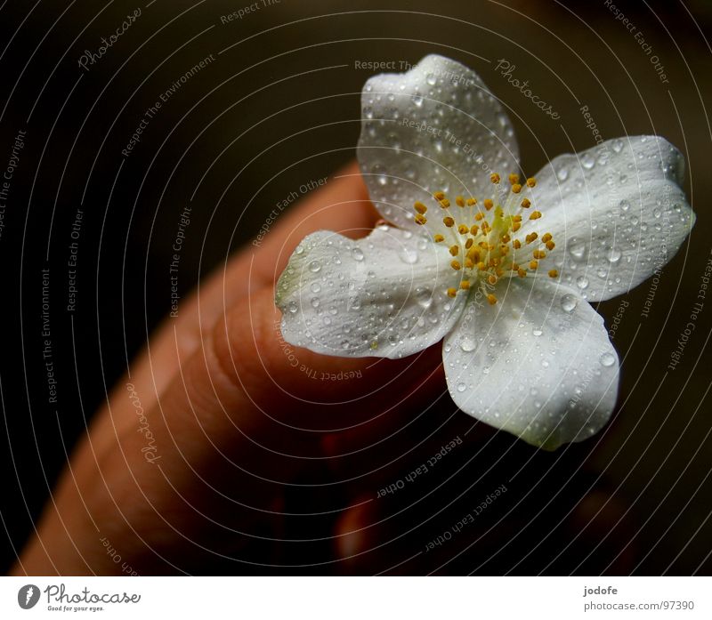 für dich... Blume Blüte Hand Blütenblatt Regen Wassertropfen Blühend dunkel hell Vordergrund vierblättrig weiß ruhig Frieden rein gepflückt Pflanze Frühling
