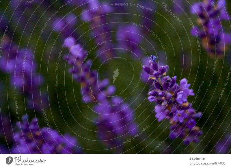 Der Duft von Lavendel violett Pflanze Blüte grün aromatisch Heilpflanzen Parfum lavender Geruch Duftstoff