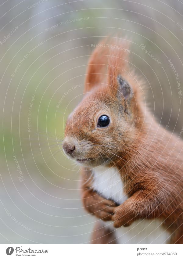 Eichhörnchen Umwelt Natur Tier Winter Wildtier niedlich braun grün rot Farbfoto Außenaufnahme Menschenleer Textfreiraum links Tag Schwache Tiefenschärfe Porträt