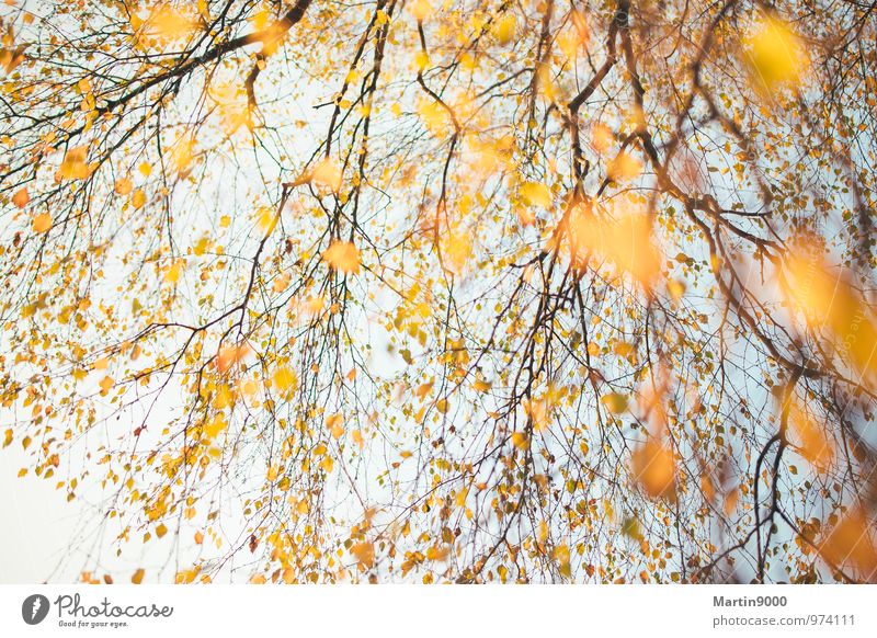 Goldener Herbstbaum Natur Sonne Sonnenlicht Baum Wald authentisch hell positiv gelb orange Lebensfreude Warmherzigkeit Romantik Inspiration Stimmung herbstwald