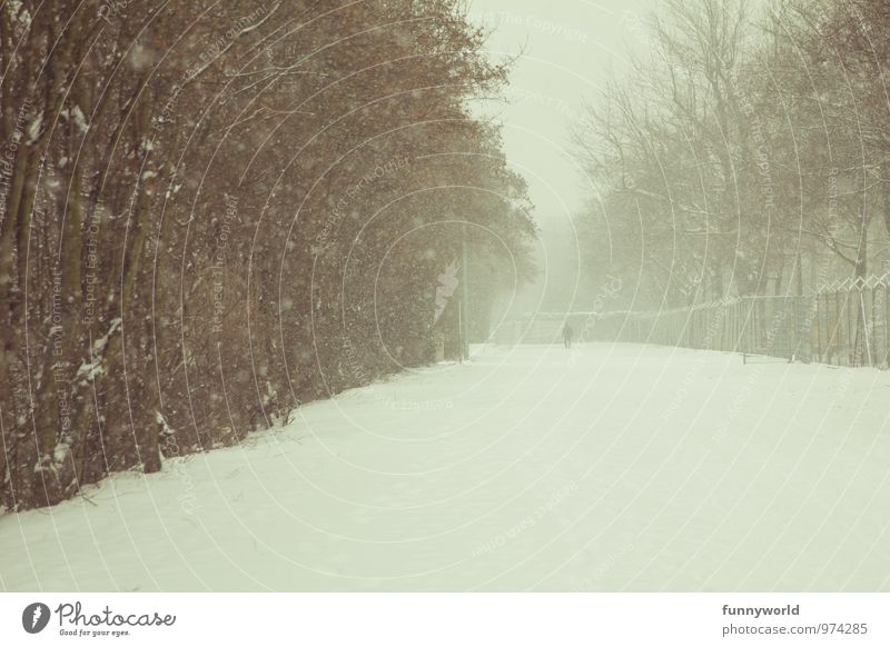 Winter halt. Spaziergang 1 Mensch Wind Sturm Nebel Eis Frost Schnee Schneefall Park gehen Einsamkeit Endzeitstimmung Anti-Weihnachten Gedeckte Farben