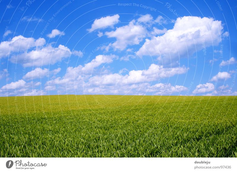 wolkenmeer und mehr Wolken Sommer Feld grün Gerste Himmel blau Landschaft Getreide Farbe