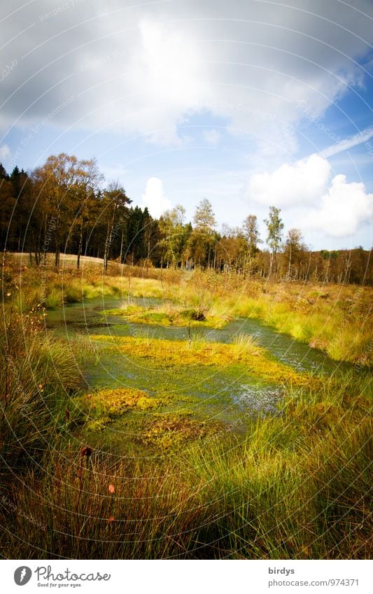 Hochmoor Natur Landschaft Pflanze Urelemente Wasser Himmel Wolken Sommer Herbst Gras Wald Moor Sumpf Teich natürlich wild Einsamkeit Idylle Naturschutzgebiet