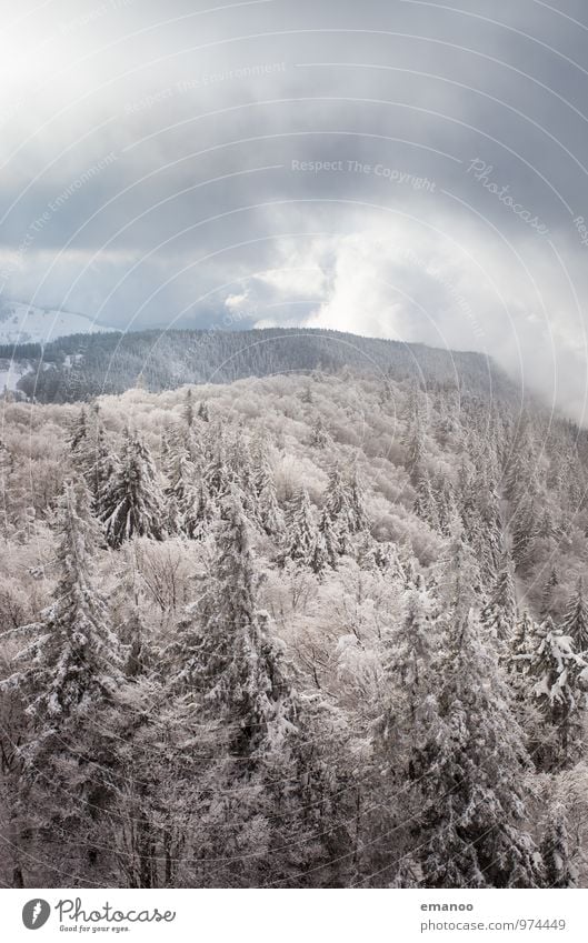 Winter im Wald Ferien & Urlaub & Reisen Tourismus Ausflug Ferne Schnee Winterurlaub Berge u. Gebirge wandern Umwelt Natur Landschaft Himmel Wolken Klima Wetter