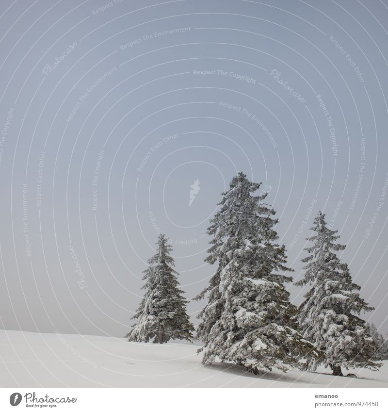 die 3 Weihnachtsbäume Ferien & Urlaub & Reisen Winter Schnee Winterurlaub Berge u. Gebirge wandern Feste & Feiern Natur Landschaft Himmel Klima Wetter Nebel Eis