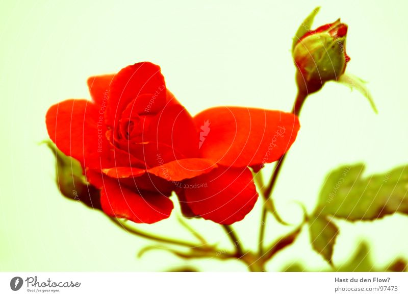 La Rose rot Dorn Rosenstock Sommer Vorspiel Frühling Romantik Blüte Leidenschaft grün und rot Herzstürmer red it´s just you