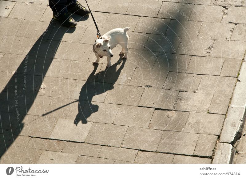 Belgischer Pittbull Mensch Fuß 1 Tier Haustier Hund klein Schatten Schattenspiel Schattendasein Silhouette Jack-Russell-Terrier angriffslustig Wachsamkeit