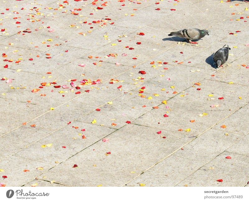 die vogelhochzeit Taube 2 Bürgersteig Blüte Blütenblatt rot gelb verteilt grau ruhig Zusammensein emsig fleißig Sammlung Sommer Frühling Vogel Tier Platz