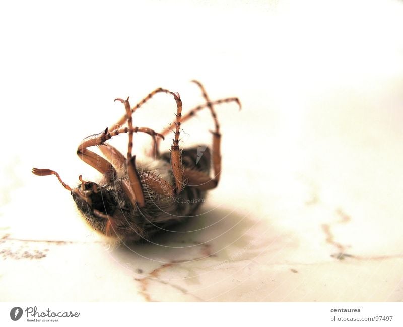 Verwandlung...? Insekt krabbeln Tier verwandeln Tod Fühler tollpatschig machtlos Untergebener Unselbständigkeit Käfer liegen Angst Zukunftsangst Todesangst