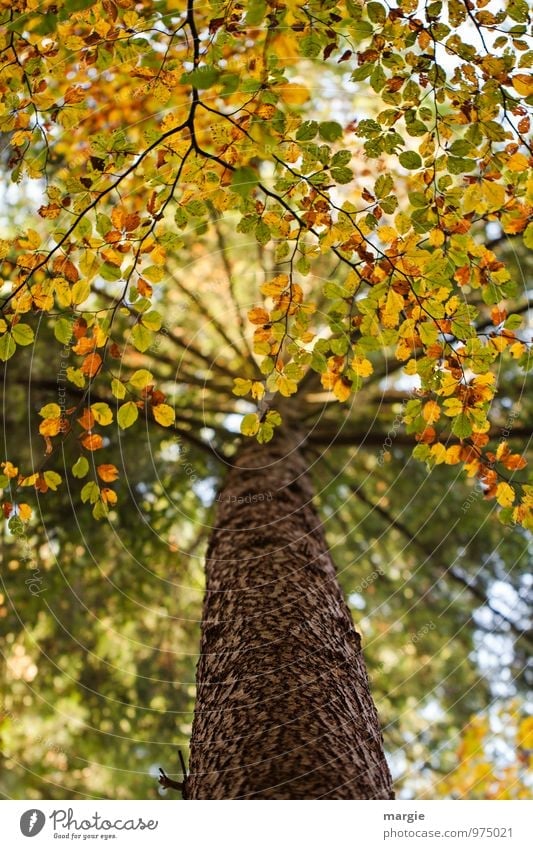 Laubdach eines Baumes im Herbst Umwelt Natur Pflanze Tier Blatt Grünpflanze Wald Wachstum gelb gold grün Schutz Romantik Hoffnung Traurigkeit Verfall
