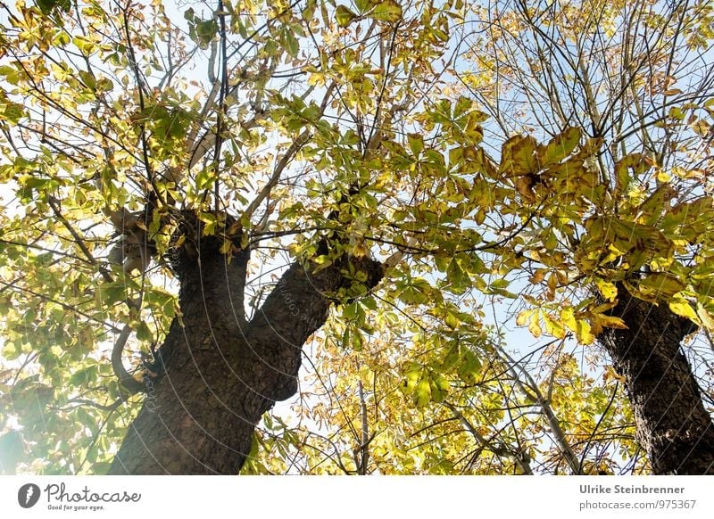 Das Licht in den Kastanien Umwelt Natur Pflanze Himmel Herbst Schönes Wetter Baum Blatt Kastanienbaum Baumstamm Park leuchten dehydrieren natürlich Wärme