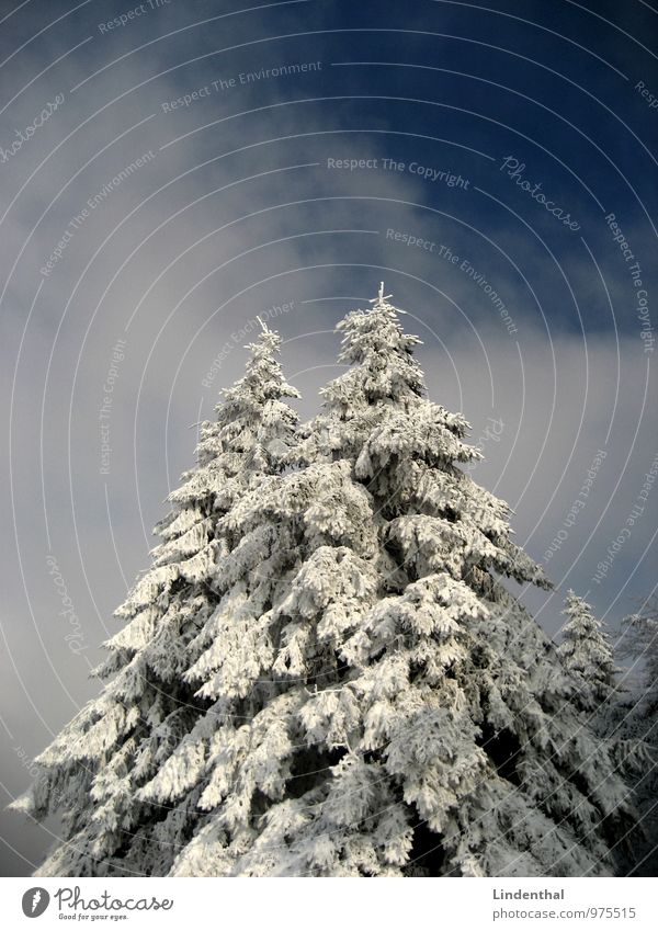 Schneetanne Tanne Wald mystisch frisch rein Sauberkeit Baum Gipfel Spitze Wolken