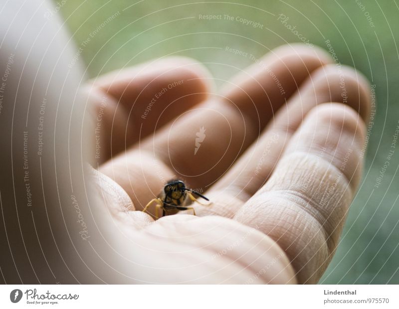 Wespe auf Hand Finger Wespen grün fliegen Pause krabbeln Biene Tier
