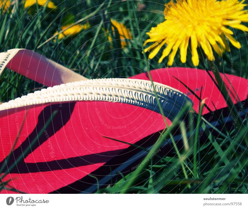 einfach mal rumgammeln... Flipflops Schuhe Sandale gelb grün rot Löwenzahn Frühling Wiese Gras Erholung Pause ruhen Blume Pflanze gehen stehen unten ruhig