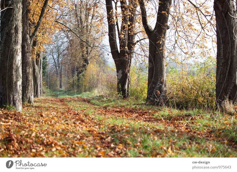 Herbstzeit Ferien & Urlaub & Reisen Ausflug Freiheit Umwelt Natur Landschaft Pflanze Wolkenloser Himmel Klima Wetter Schönes Wetter Garten Park Wiese Wald