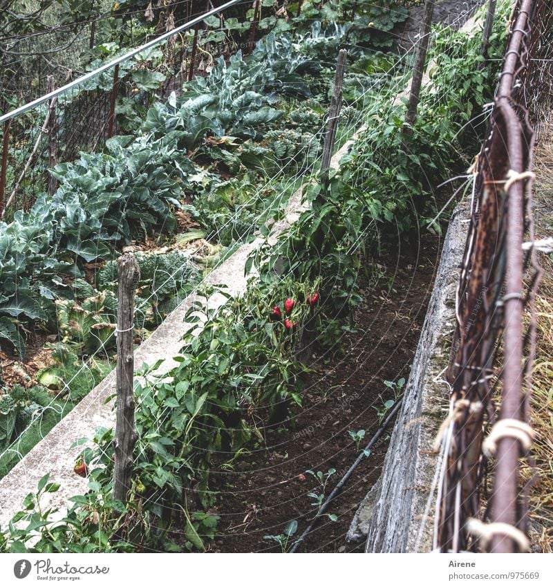 reife Paprika Gemüse Landwirtschaft Forstwirtschaft Erde Pflanze Nutzpflanze Feldfrüchte Linie Arbeit & Erwerbstätigkeit frisch Gesundheit braun grün rot