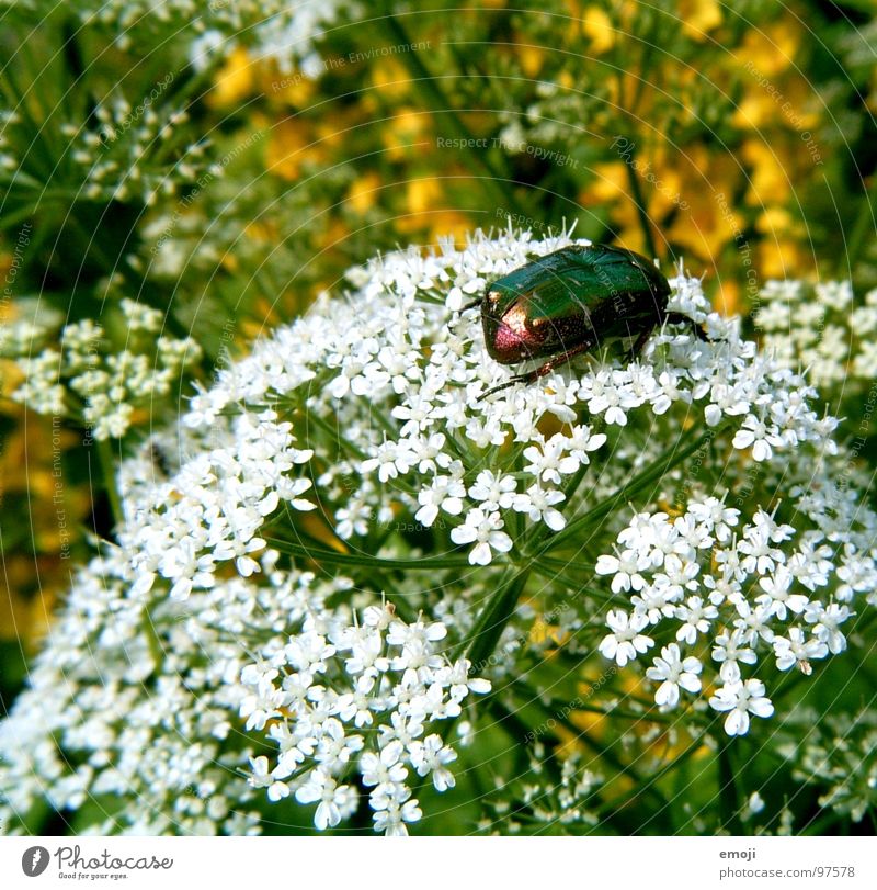 Käferchen Tier klein Ekel schillernd glänzend weiß grün gelb Blume Unschärfe nah Makroaufnahme Pflanze Jungpflanze hässlich Natur Rosenkäfer Nahaufnahme
