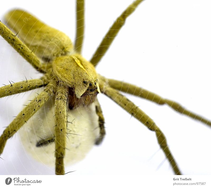 Listspinne (Pisaura mirabilis) mit Kokon Spinne Sommer Wiese weiß Geschwindigkeit gewebt Spinnenweben