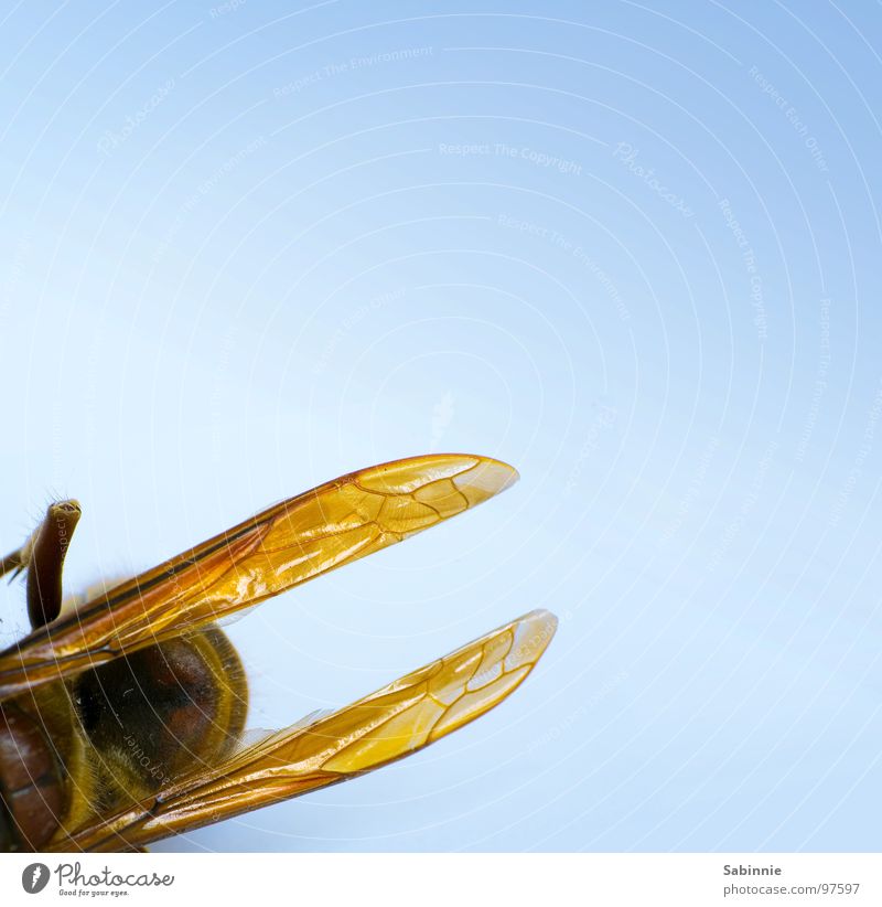 Eckenhornisse I Hornissen Insekt zart bewegungslos gelb braun stechen Makroaufnahme Nahaufnahme Tod Flügel fliegen Stachel