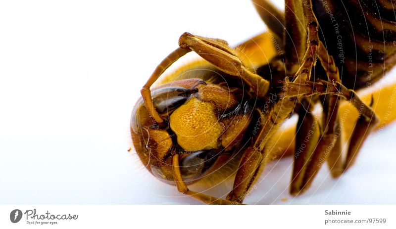 Eckenhornisse II Hornissen Insekt zart bewegungslos gelb braun stechen Facettenauge gefaltet Blick Makroaufnahme Nahaufnahme Tod Flügel fliegen Beine Stachel
