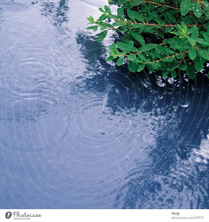 Grünpflanze im Regen fallen nass Pflanze Blatt grün Reflexion & Spiegelung Stengel Kreis Unwetter Pfütze Sommer Garten Park Wasser Teile u. Stücke Wassertropfen