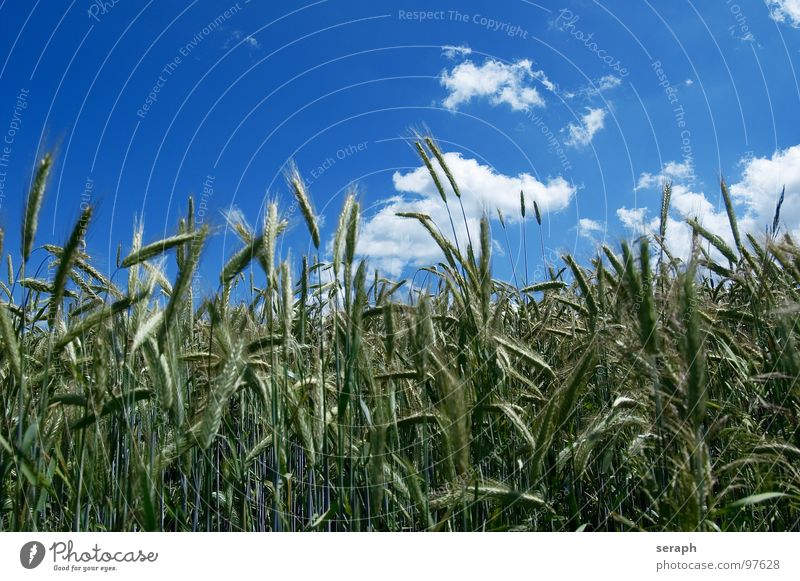 Getreide Wiese Feld Roggen Weizen Gerste grün Horizont Wolken Sommer Umweltschutz Halm Ähren ökologisch Kornfeld ländlich Landwirtschaft Natur Landschaft