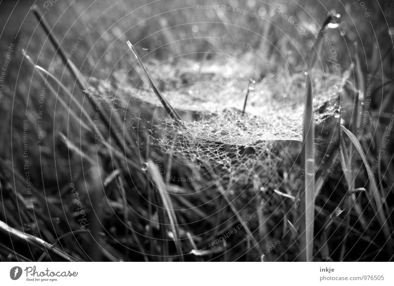 Altweiber Natur Pflanze Wassertropfen Sommer Herbst Gras Spinnennetz Spinngewebe Tau Netz Netzwerk Tropfen hängen natürlich Zusammenhalt leicht gespannt Falle
