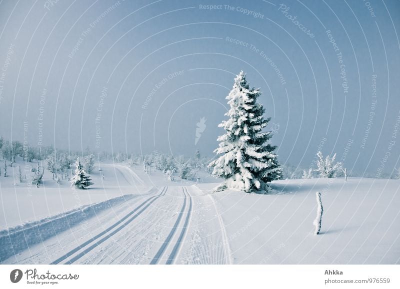 Winter, verzaubert Natur Landschaft schlechtes Wetter Unwetter Schnee Tanne Hügel blau Gefühle Stimmung Weisheit geheimnisvoll Gelassenheit Zufriedenheit