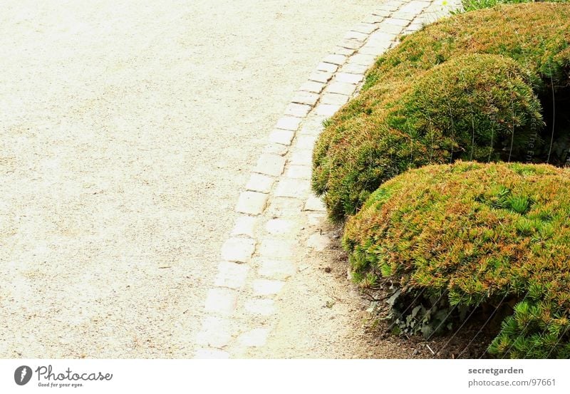 runde sache Sträucher grün Wasserrinne Kies weiß abbiegen Pflanze Park Wegrand Sommer kürzen Bonsai Kultur Kunst Gartenkunst Botanik Natur Erholung Spaziergang