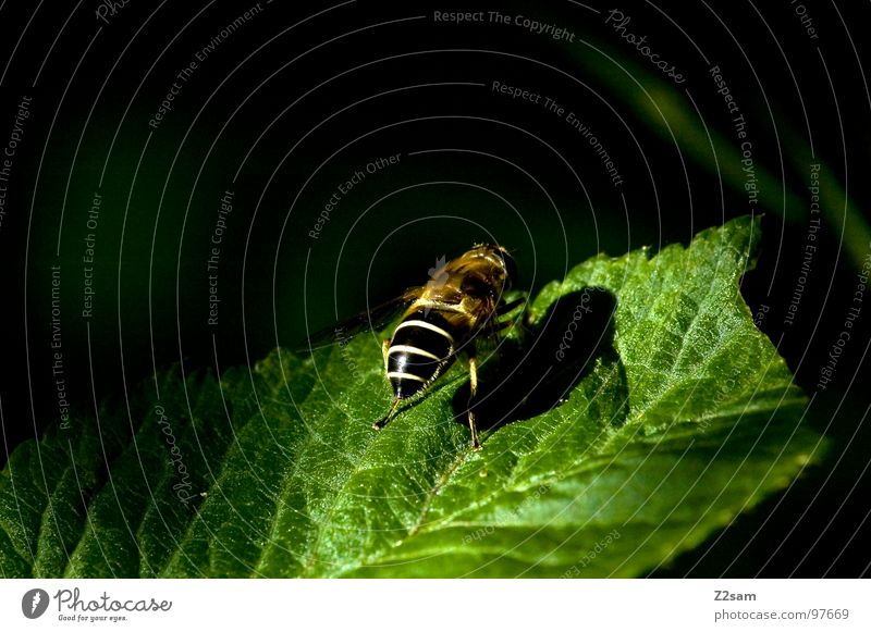 sonnen Blatt Makroaufnahme Biene Insekt Wespen Beginn Startrampe grün Tier bereit sunshine Nahaufnahme Flügel fliegen aufwärts Natur fly