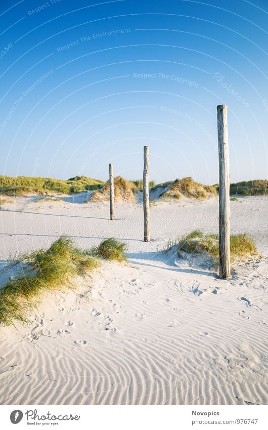 coastal dune Sankt Peter-Ording Strand Natur Landschaft Sand Wolkenloser Himmel Sommer Pflanze Gras Grünpflanze Hügel Küste Holz blau gelb grün Duene