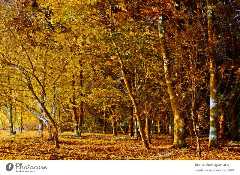 "Mein unerschöpflicher Park" ;-) Umwelt Natur Pflanze Herbst Baum Blatt Salow Dorf blau braun gelb gold grün schwarz Farbfoto Außenaufnahme Menschenleer Abend