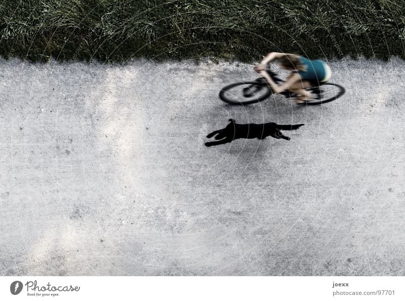Absicht V Ausdauer fahren Fahrrad Gesundheit Frau geradeaus Geschwindigkeit Gras Grenze Hund Leichtigkeit Linientreue Am Rand Erholung schwarz 100 Meter Lauf